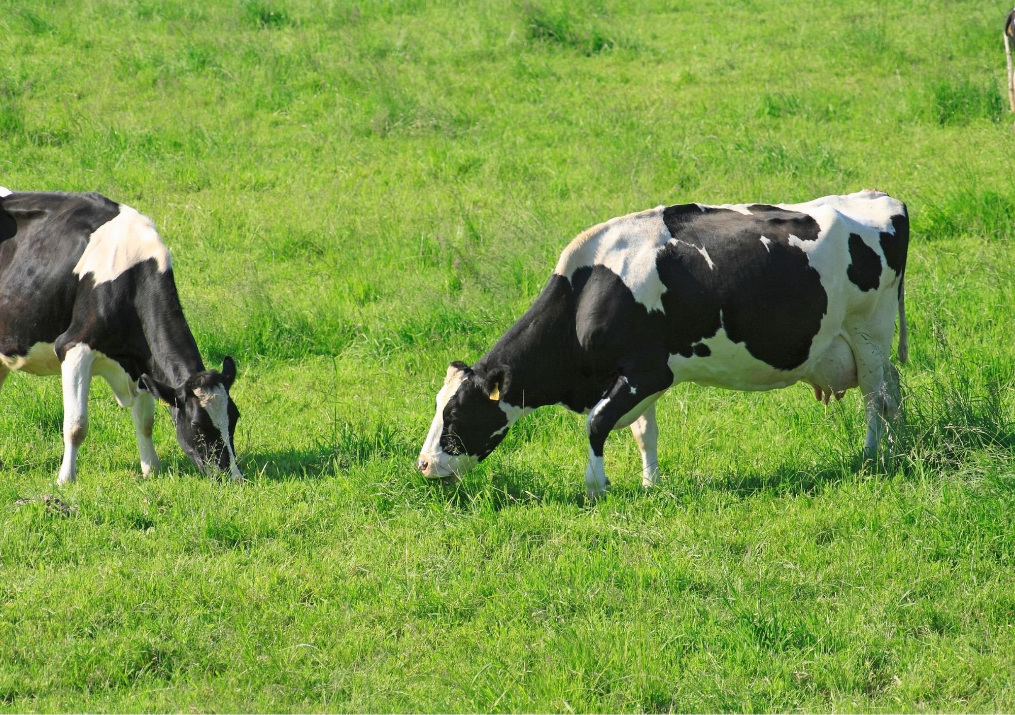 farm cows