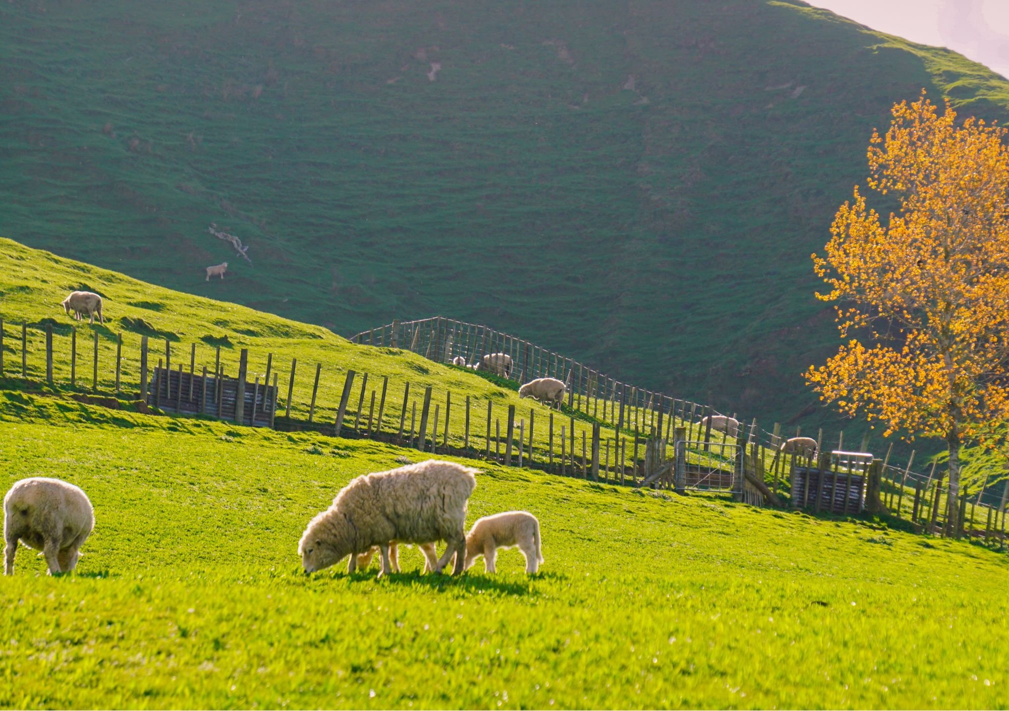 sheep farm